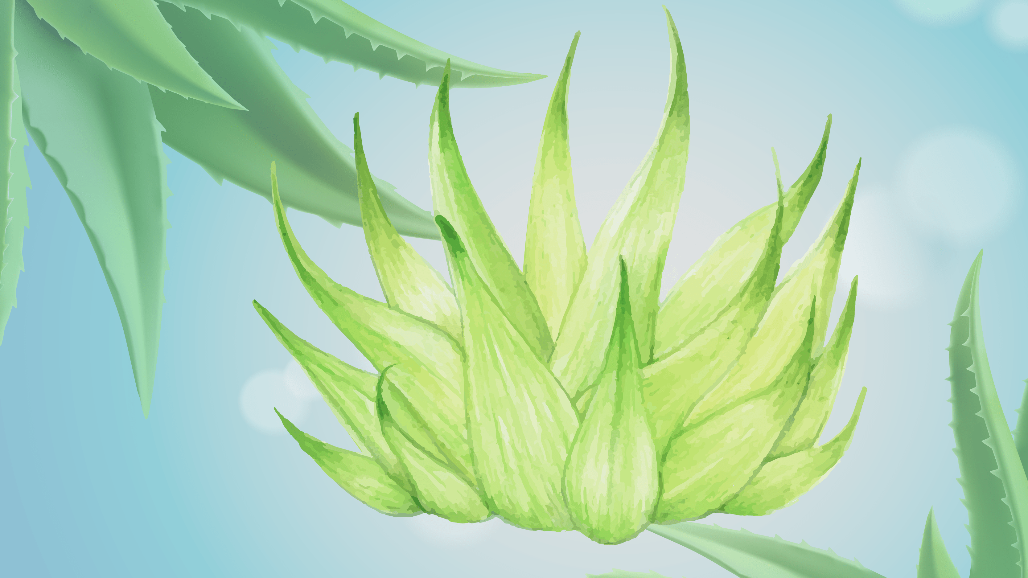 The plant known as Aloe Vera, or Aloe Barbadensis, has a short stem and leaves that hold water. In Hindi, it's also called "Ghritkumari."