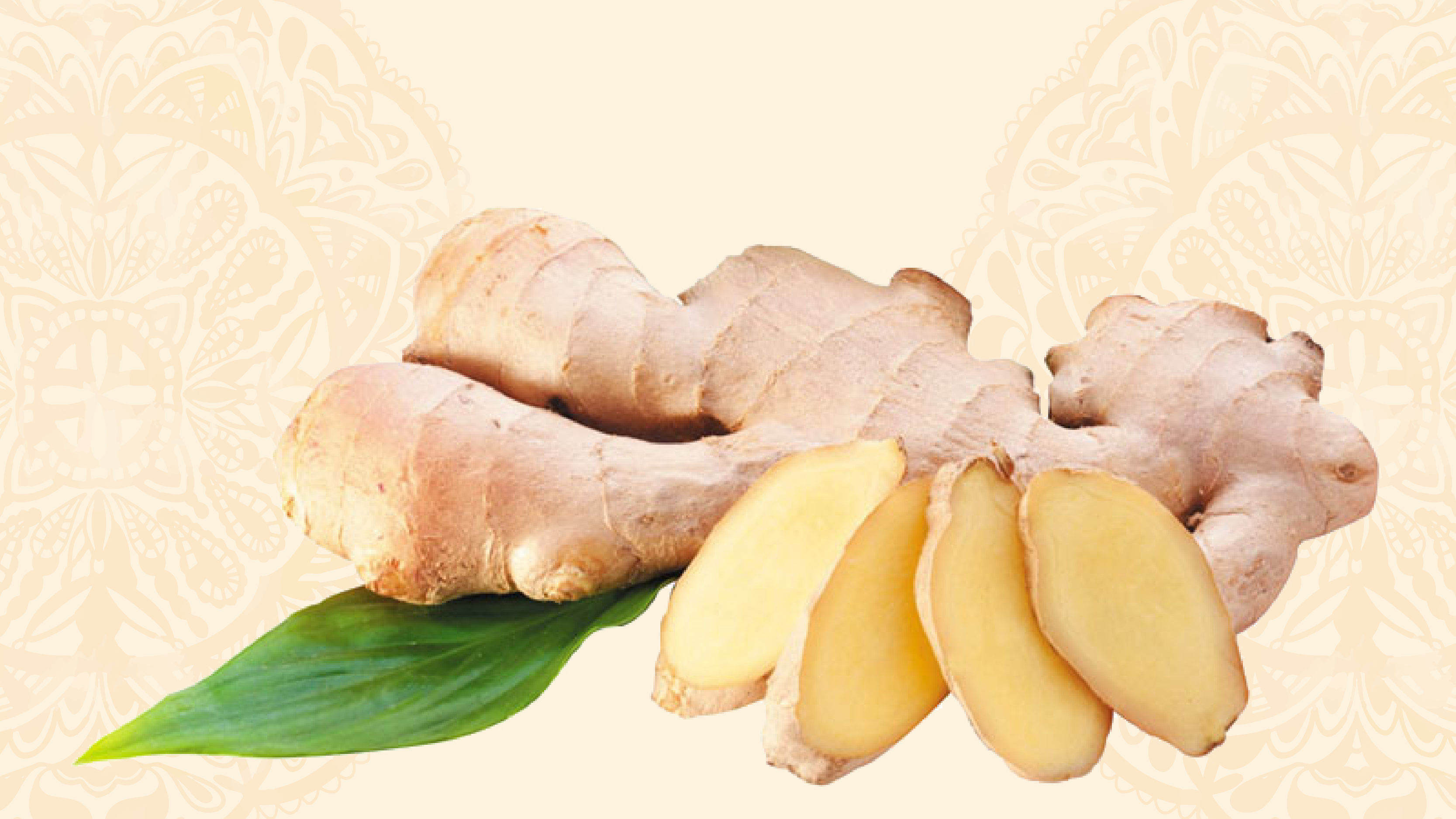 The pungent, aromatic rhizome (underground stem) of the ginger plant, Zingiber officinale, is used as a spice, flavoring, culinary ingredient, and medicinal.