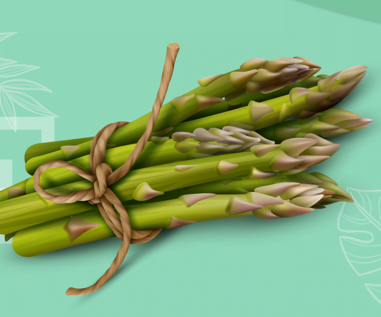 With up to 300 species, the genus Asparagus belongs to the Asparagaceae family and is endemic to southern Africa and Siberia. The most well-known kind is garden asparagus (Asparagus officinalis),
