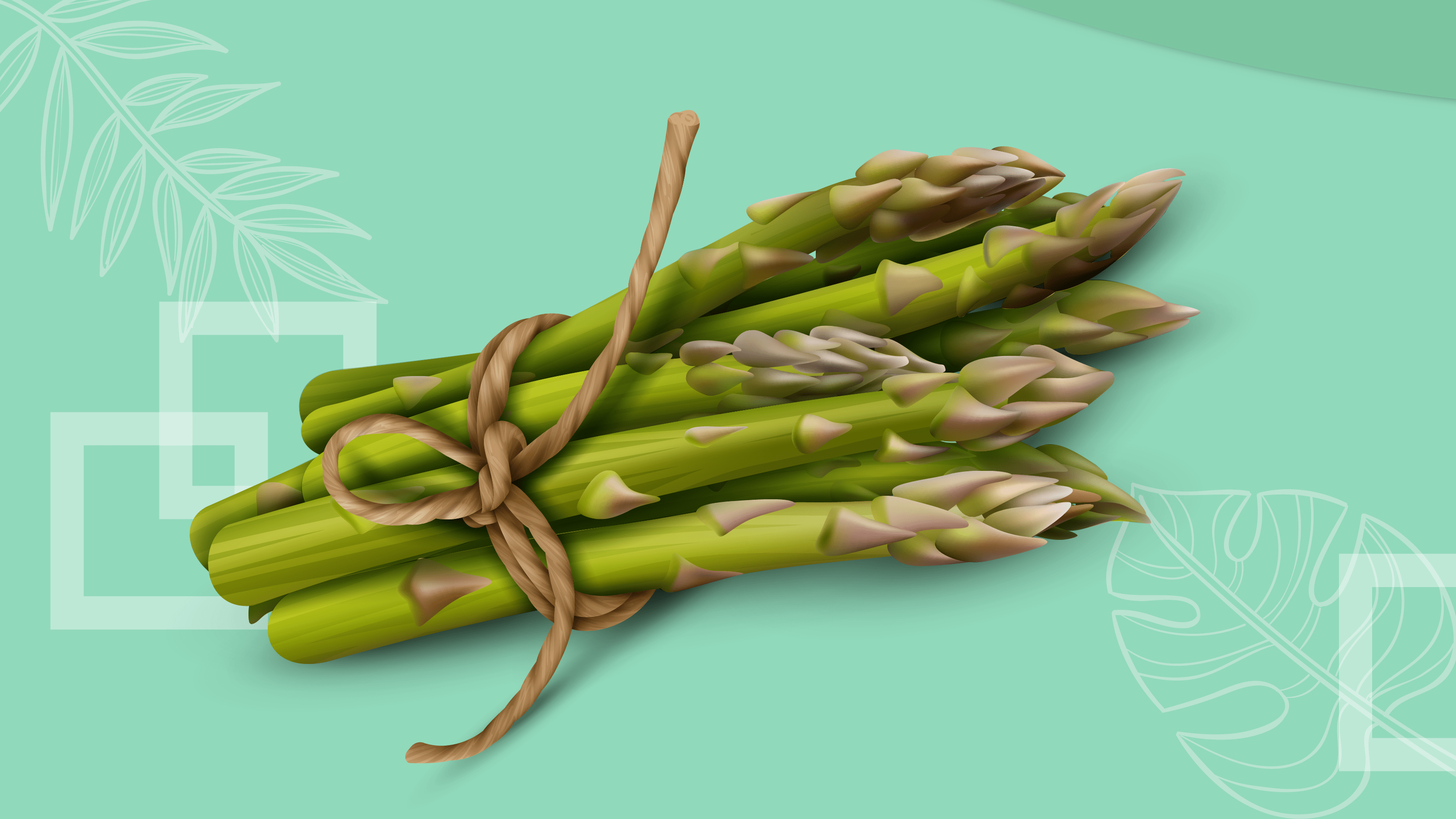 With up to 300 species, the genus Asparagus belongs to the Asparagaceae family and is endemic to southern Africa and Siberia. The most well-known kind is garden asparagus (Asparagus officinalis),