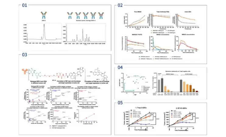 Mabwell (688062.SH), an innovation-driven biopharmaceutical company with entire industry chain, published "Mtoxin™ Payload Applied in IDDC™ ADC Platform Significant Increases Therapeutic Index