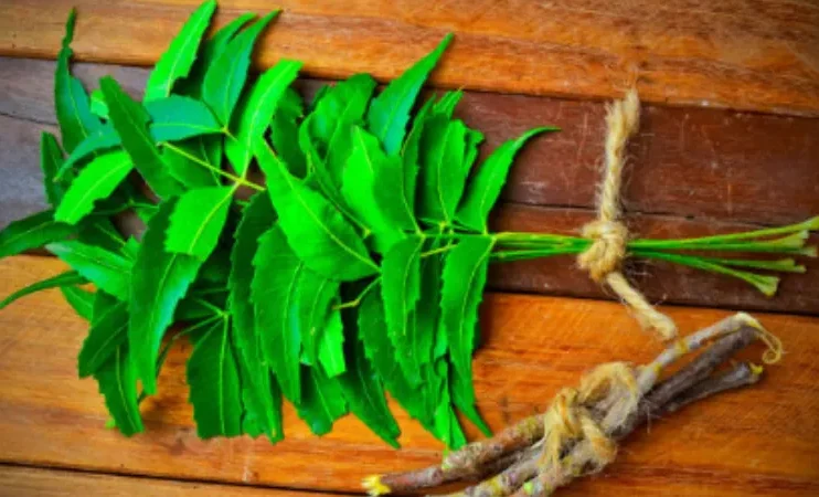What internal changes occur when you chew neem leaves every day on an empty stomach? To learn everything, scroll down.