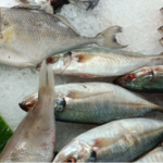 Spanish researchers create affordable artificial cornea using fish scales