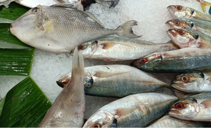 Spanish researchers create affordable artificial cornea using fish scales