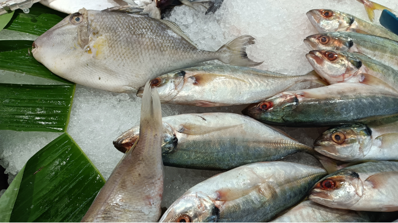 Spanish researchers create affordable artificial cornea using fish scales