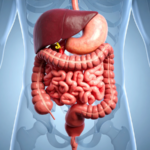 Can Bad Gut Health cause Bad Breadth