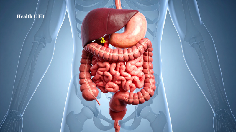 Can Bad Gut Health cause Bad Breadth