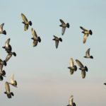 China suspends poultry imports from Chile over bird flu outbreak