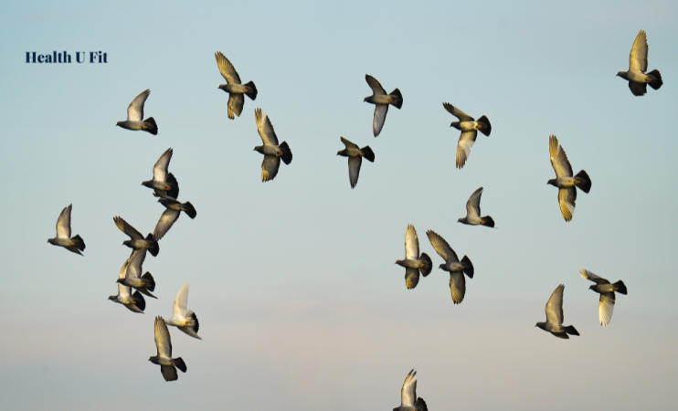 China suspends poultry imports from Chile over bird flu outbreak