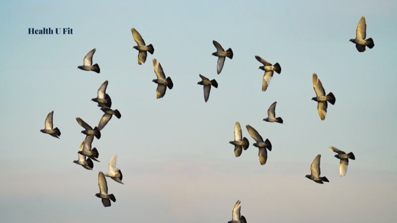 China suspends poultry imports from Chile over bird flu outbreak