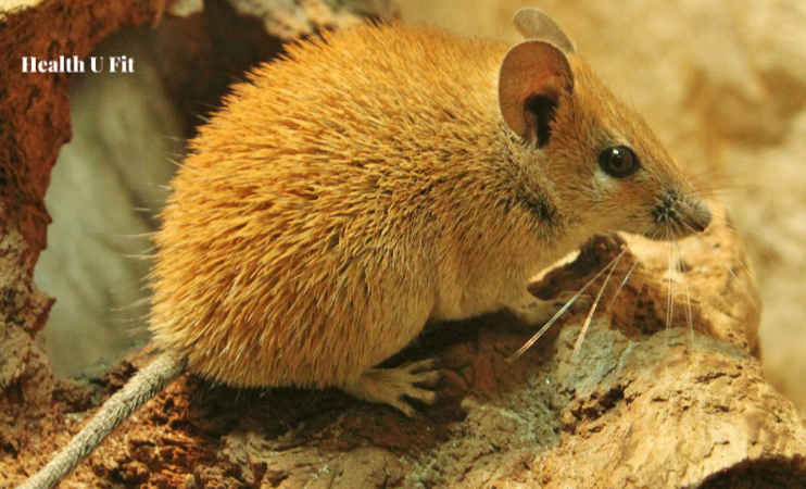 Hantavirus Causes, Symptoms, Prevention and Global Impact