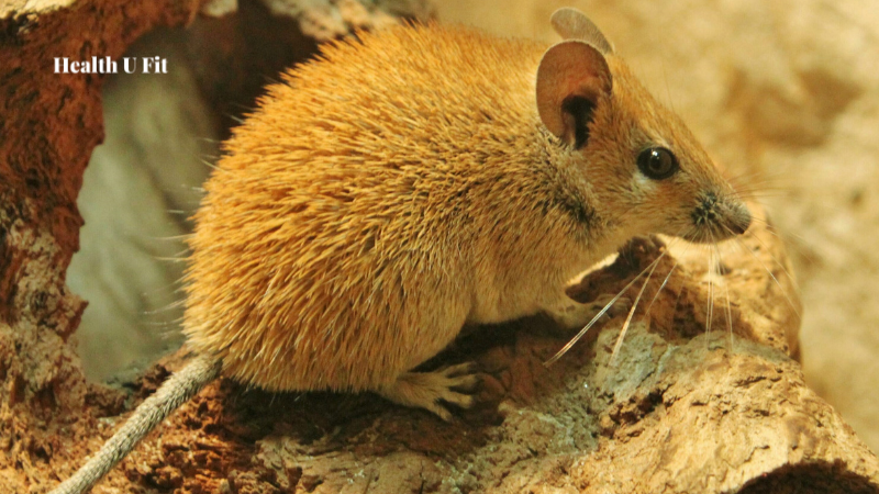 Hantavirus Causes, Symptoms, Prevention and Global Impact